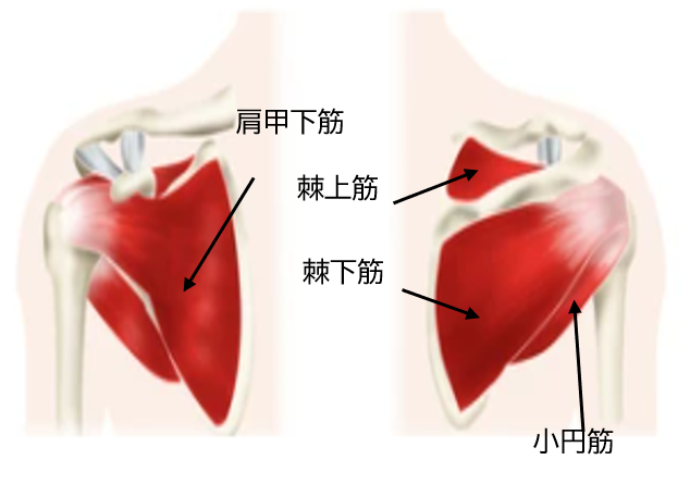 腱板損傷