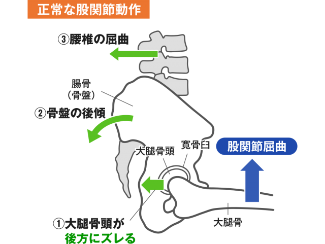正常な股関節動作