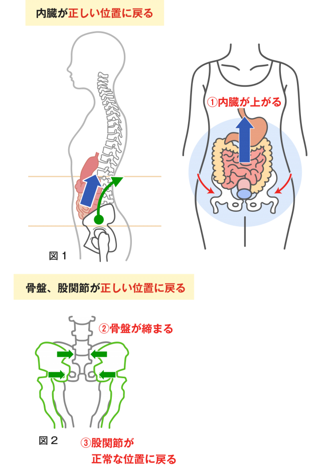 内臓が正しい位置に戻る