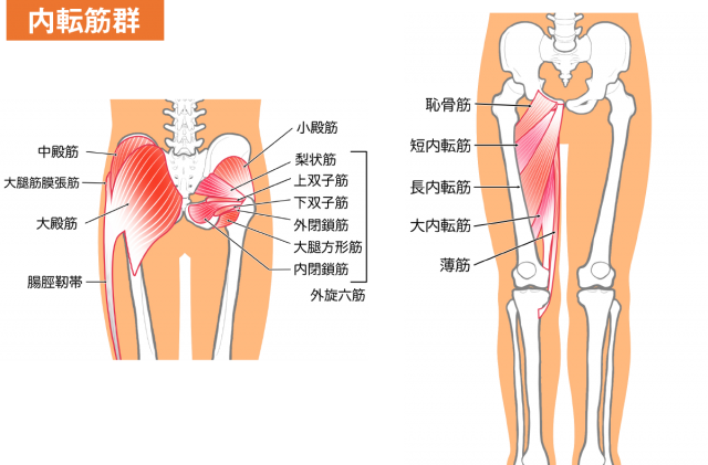 内転筋群