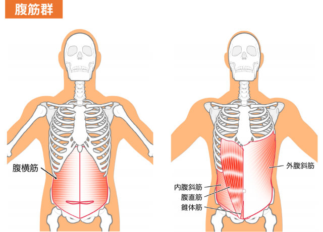 腹筋群