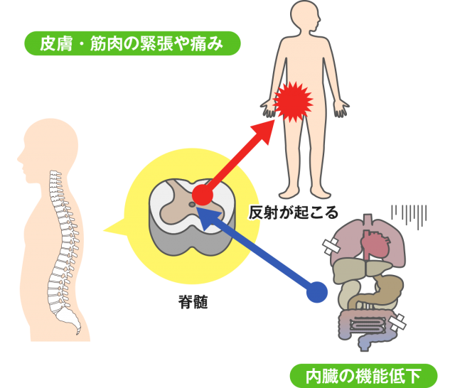 皮膚・筋肉の緊張や痛み　内臓の機能低下