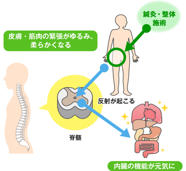 皮膚・筋肉の緊張がゆるみ、 柔らかくなる　内臓の機能が元気に